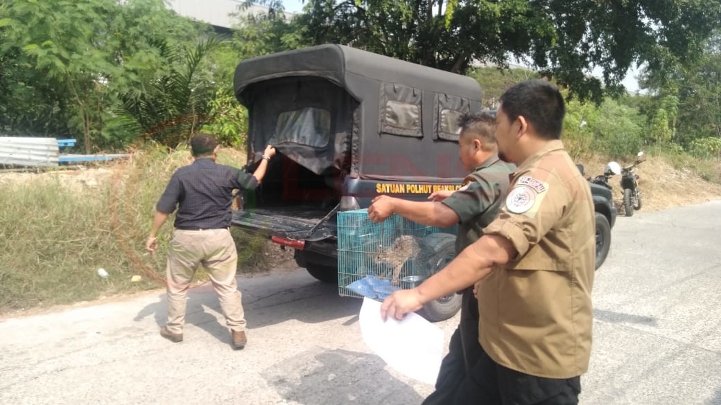 LensaHukum.co.id - IMG 20190627 WA0071 - Lsm Gempal Peduli Flora Dan Fauna
