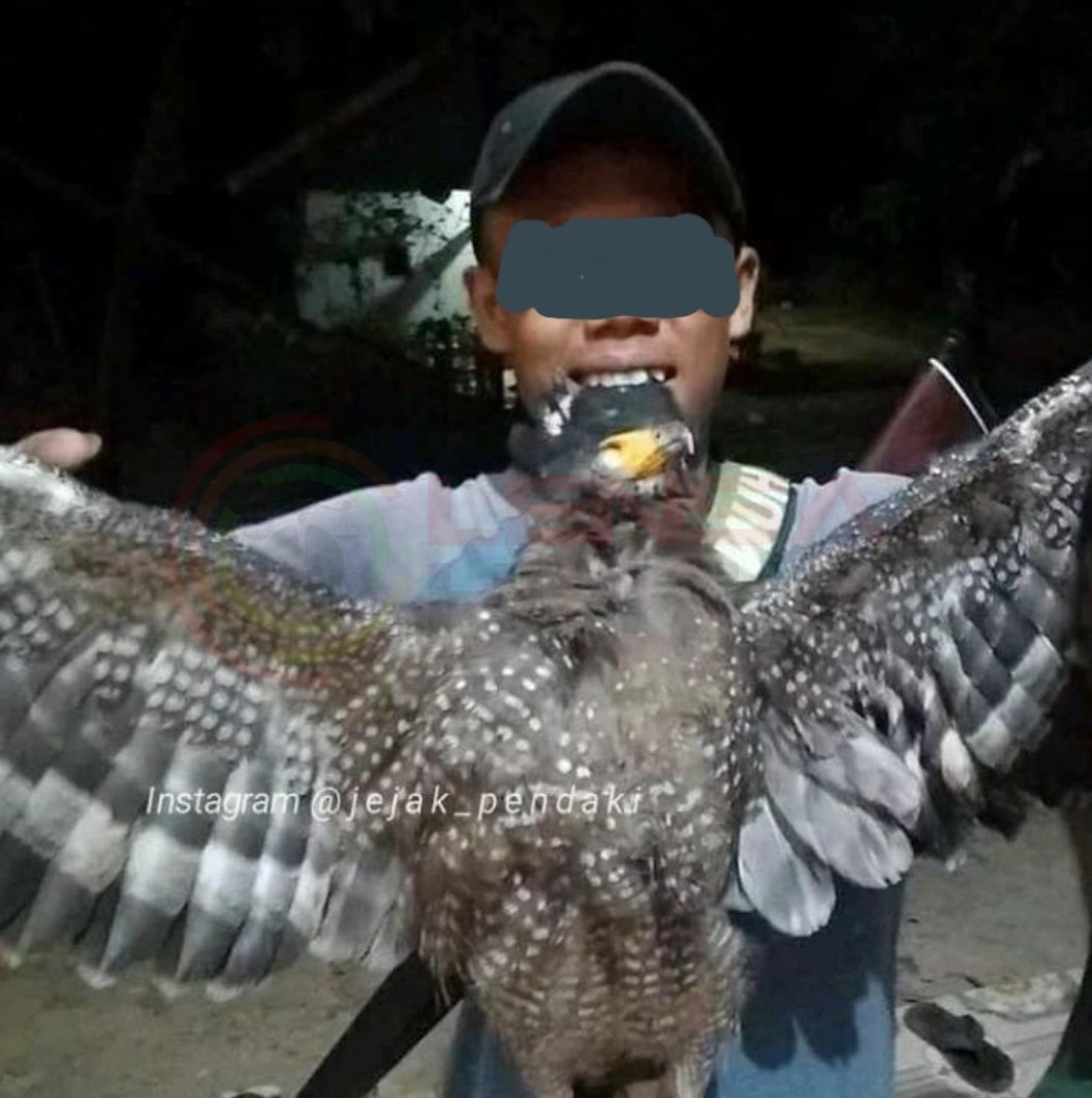 LensaHukum.co.id - Screenshot 20190726 142821 Gallery - Polres Pandeglang Berhasil Amankan Pelaku Penembak Burung Langka Viral Di Medsos