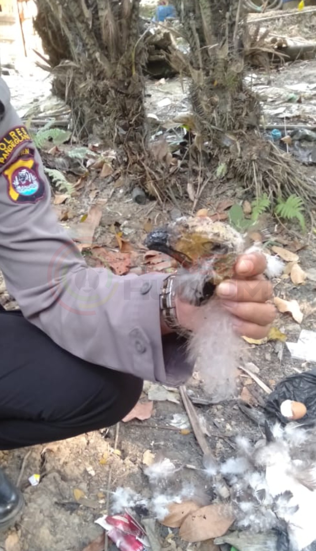 LensaHukum.co.id - Screenshot 20190726 143457 Gallery - Polres Pandeglang Berhasil Amankan Pelaku Penembak Burung Langka Viral Di Medsos
