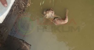 LensaHukum.co.id - IMG 20190923 WA0119 310x165 - Mayat Di Temukan Warga Di Sungai Setiadarma
