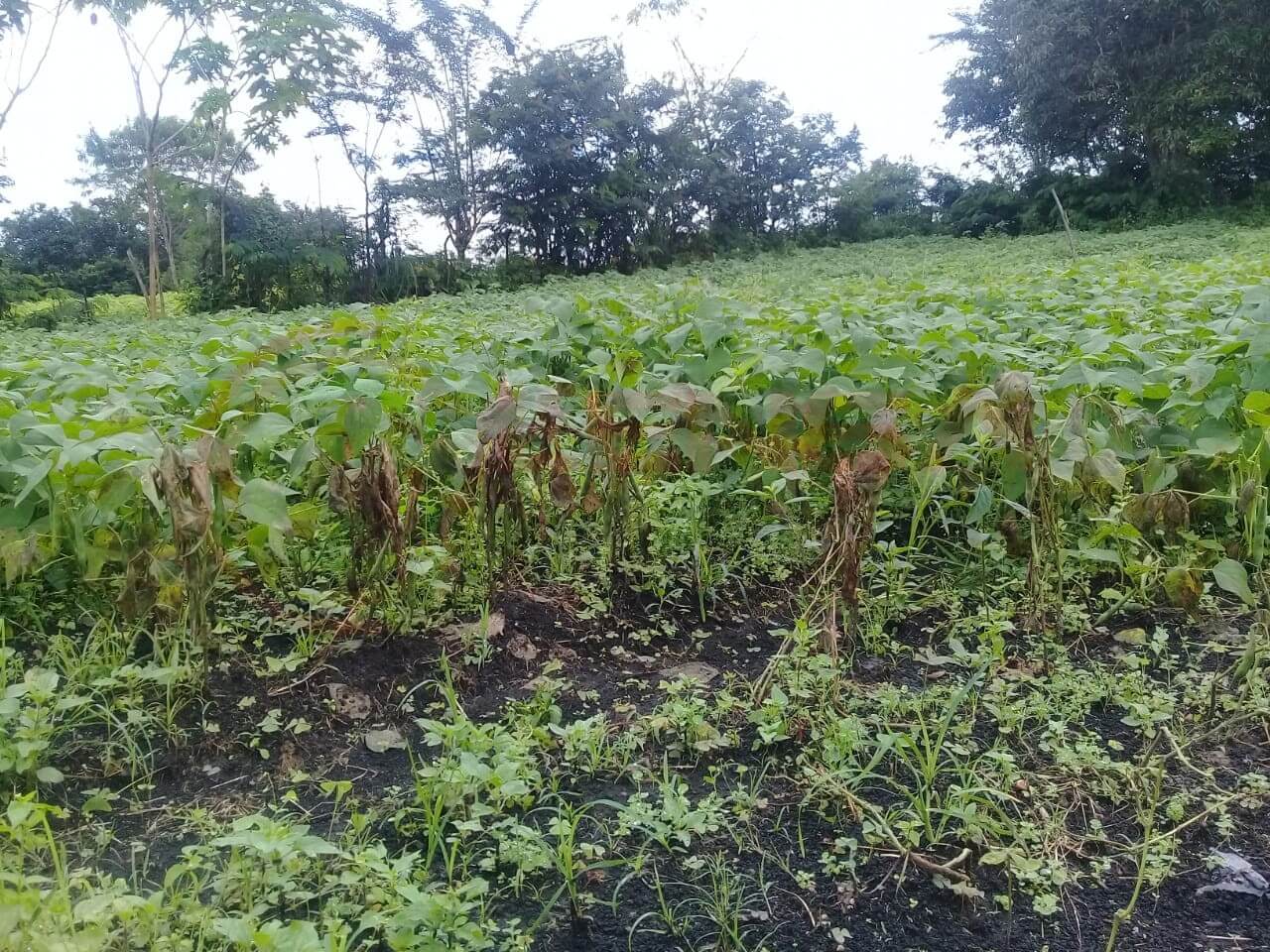 LensaHukum.co.id - IMG 20191204 WA0034 - Terserang Penyakit Antrak Kacang Merah Milik Petani Terancam Gagal Panen