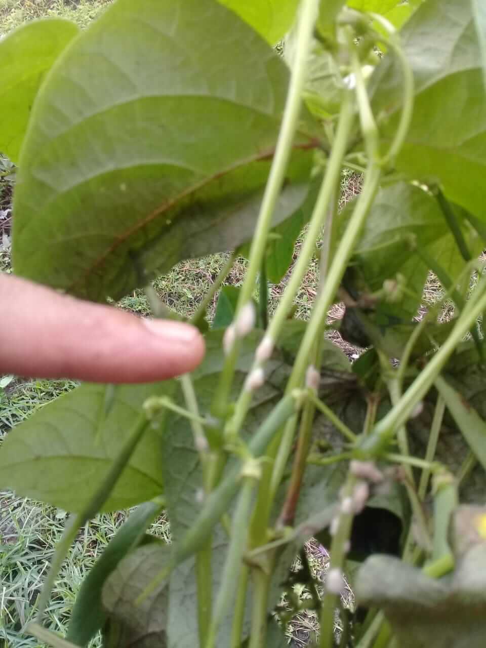 LensaHukum.co.id - IMG 20191204 WA0036 - Terserang Penyakit Antrak Kacang Merah Milik Petani Terancam Gagal Panen
