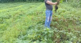 LensaHukum.co.id - IMG 20191204 WA0037 310x165 - Terserang Penyakit Antrak Kacang Merah Milik Petani Terancam Gagal Panen