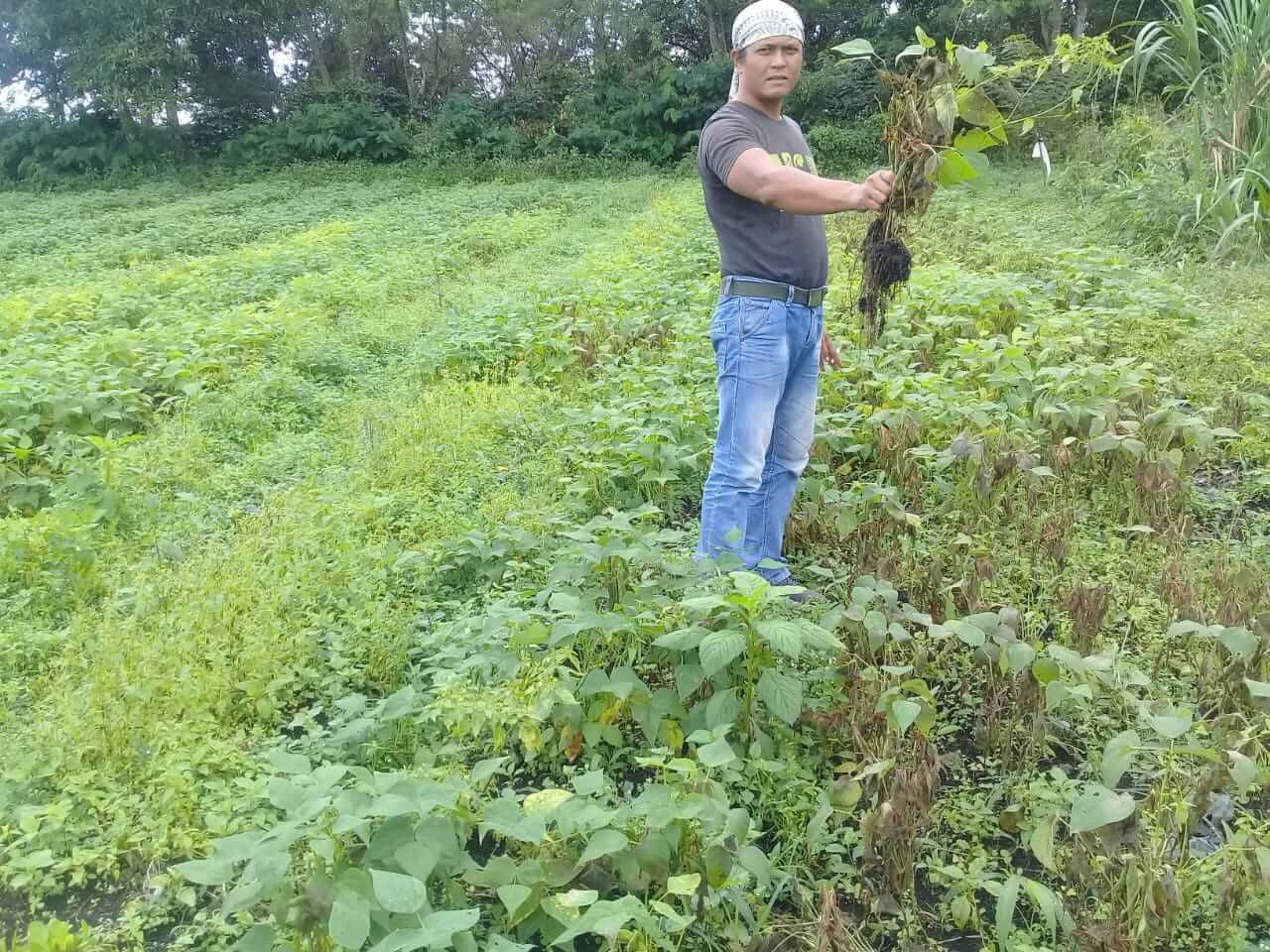 LensaHukum.co.id - IMG 20191204 WA0037 - Terserang Penyakit Antrak Kacang Merah Milik Petani Terancam Gagal Panen