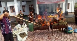LensaHukum.co.id - IMG 20191226 WA0025 310x165 - Ratusan Kilo Ganja Kering Dimusnakan Di Kejaksaan Negeri Kabupaten Bener Meriah
