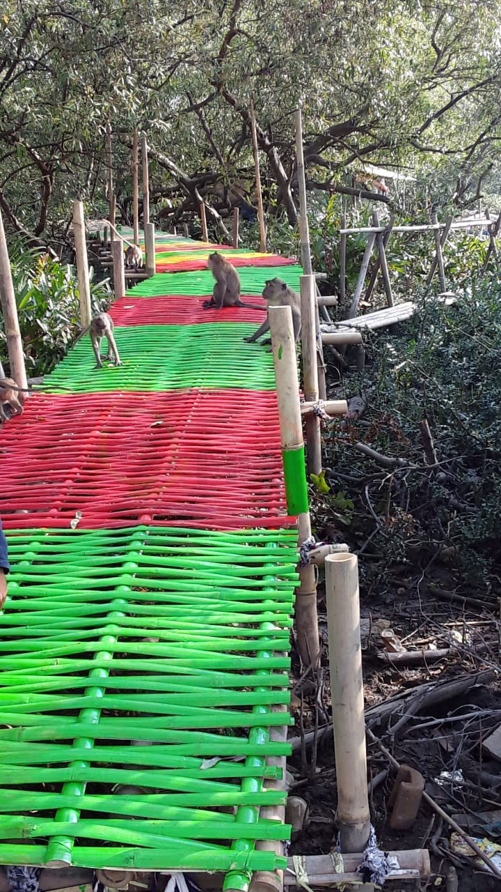 LensaHukum.co.id - IMG 20200823 WA0015 - Cagar Alam Satwa Lutung Ada di Muara Gembong Butuh Sentuhan Pemerintah Kabupaten Bekasi