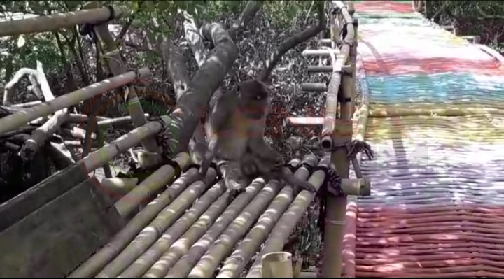 LensaHukum.co.id - IMG 20200823 WA0016 - Cagar Alam Satwa Lutung Ada di Muara Gembong Butuh Sentuhan Pemerintah Kabupaten Bekasi