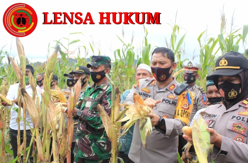 LensaHukum.co.id - Screenshot 20201104 211936 KineMaster - Kapolres Aceh Tengah Panen Jagung Bersama Unsur Muspika Celala