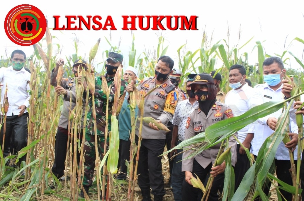 LensaHukum.co.id - Screenshot 20201104 212001 KineMaster - Kapolres Aceh Tengah Panen Jagung Bersama Unsur Muspika Celala