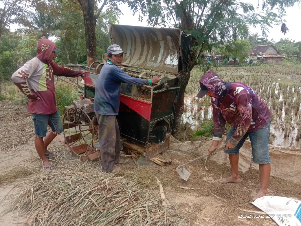 LensaHukum.co.id - IMG 20210228 WA0006 - Akibat di Terjang Banjir Ratusan Hektar Lahan Pertanian Di kabupaten Bekasi Hancur Gagal Panen