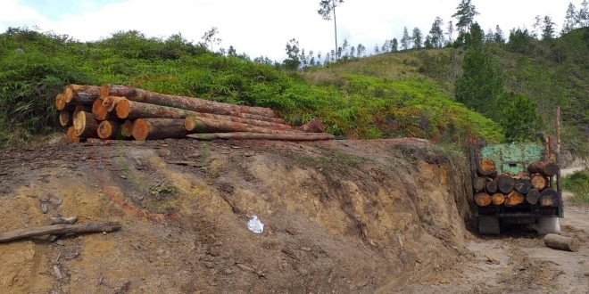 LensaHukum.co.id - IMG 20210329 WA0045 660x330 - Perambah Hutan Dolok SiManungkalit SiPoholon Makin Menganas Camat Tutup Mata
